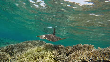 Die-Kamera-Folgt-Einer-Karettschildkröte,-Die-Anmutig-Unter-Der-Wasseroberfläche-Schwimmt-Und-Die-Ruhige-Schönheit-Des-Meereslebens-Zur-Schau-Stellt