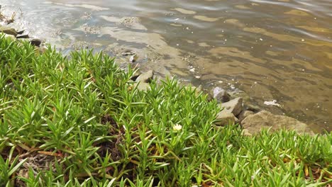 4k-Carpobrotus-Edulis-Pflanze,-Sukkulente-Aus-Der-Familie-Der-Aizoaceae-Am-Bett-Eines-Flusses-In-Ria-De-Aveiro