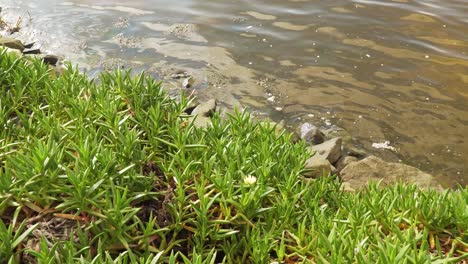 planta carpobrotus edulis de 4k, suculenta perteneciente a la familia de las aizoáceas en el lecho de un río en la ría de aveiro