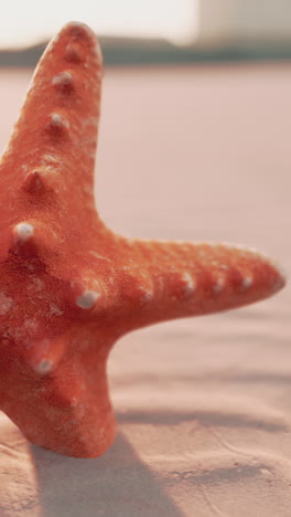 close-up of a starfish on a sandy beach at sunset