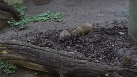 two young black-tailed prairie dogs walking in natural environment