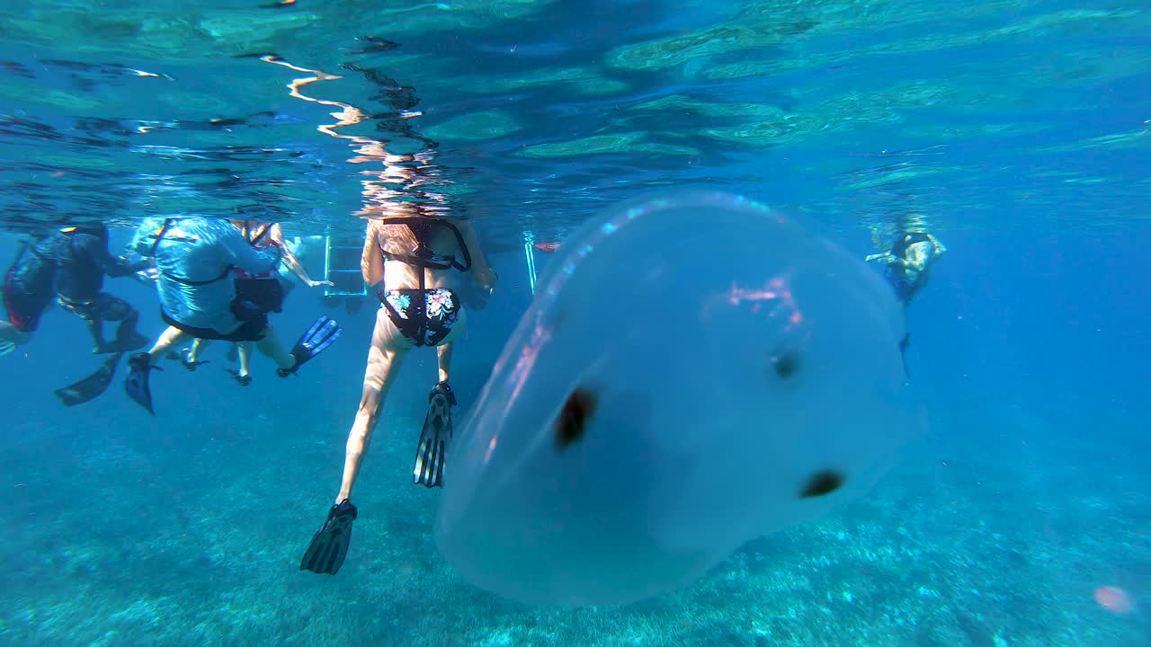 medusa luna aislada, en el océano nada cerca de un grupo de personas buceando en aguas profundas | medusas nadando cerca de una gente que bucea en el océano