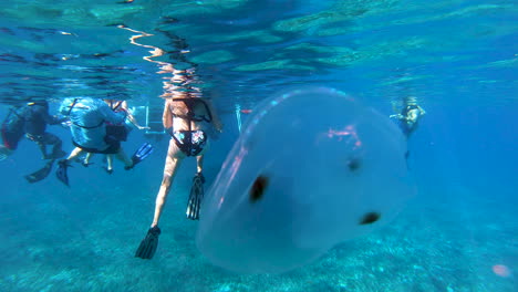 moon jellyfish isolated, in ocean swims near a group of people snorkeling in deep sea | jelly fish swimming near a snorkeling people in ocean