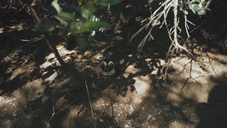 Afrikanischer-Pinguin,-Der-Sich-Im-Sommer-Im-Schatten-Auf-Seinem-Bauch-Ausruht---4k