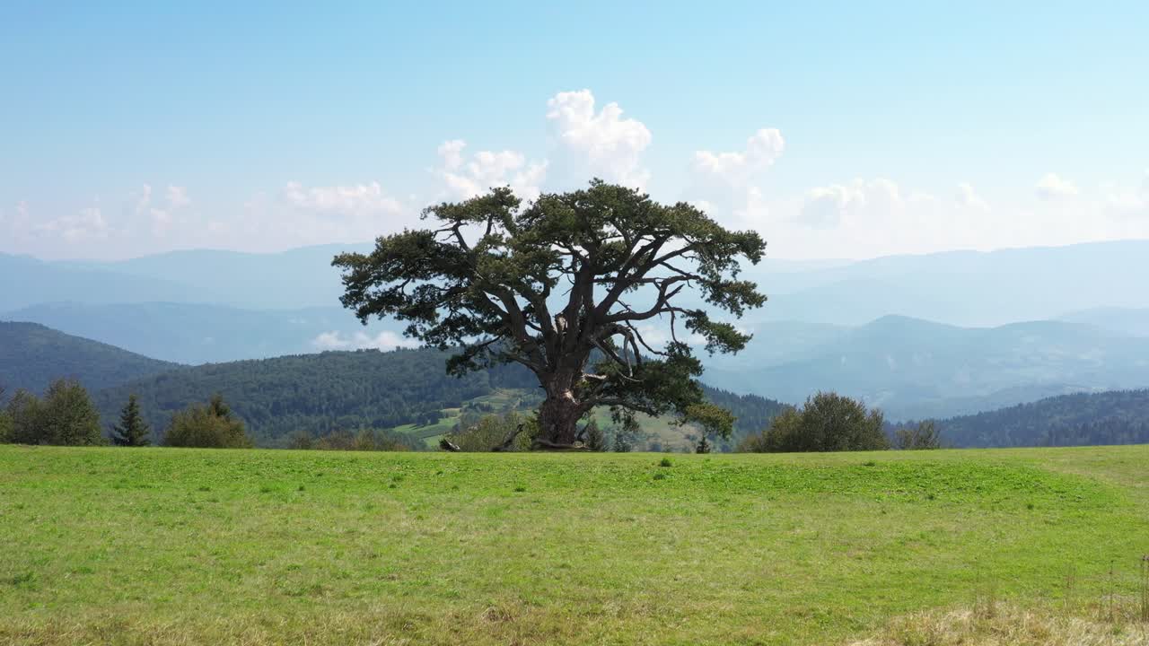 밝은 오후에 세르비아 카메나 고라에 있는 신성한 소나무에 초점을 맞춘 공중 돌리 샷