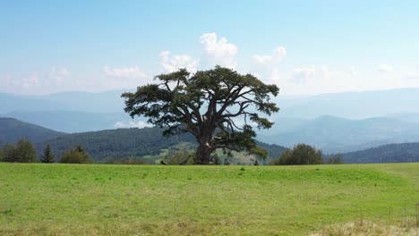 tiro aéreo de carro centrado en el pino sagrado en kamena gora, serbia en una tarde brillante