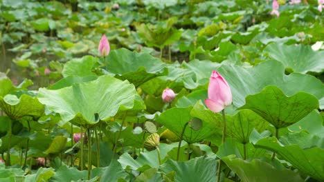 nature elegant pink lotus in taiwan taipei botanic garden