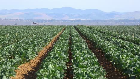 Ölpumpenheber-Teilen-Sich-Landwirtschaftliche-Felder-Mit-Getreide-In-Der-Nähe-Von-Santa-Maria,-Kalifornien-Ca