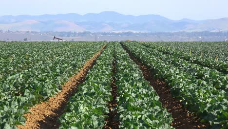 las bombas de aceite comparten campos agrícolas con cultivos cerca de santa maría california