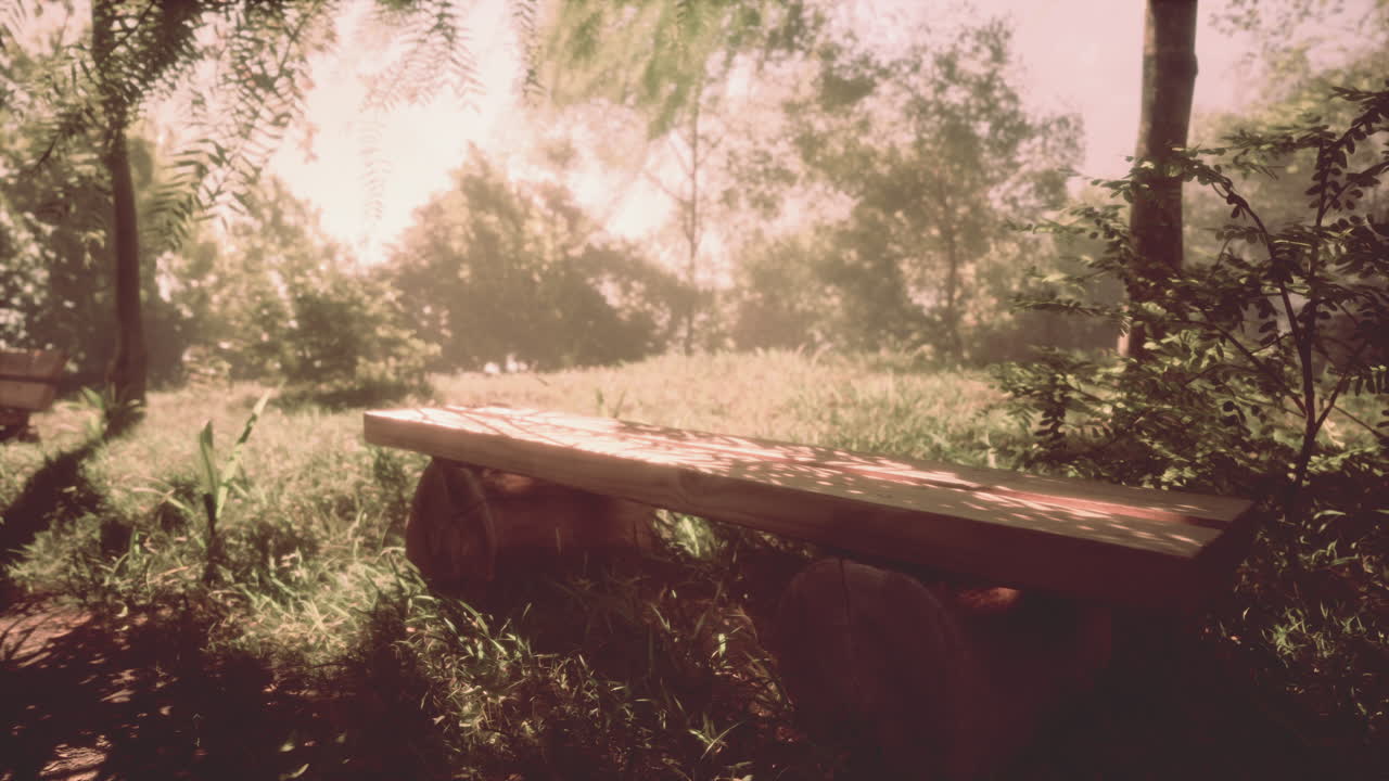 안개 숲 에 있는 평화로운 나무 벤치