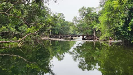 drone captures tranquil creek in lush daintree rainforest, reflecting dense greenery under soft daylight