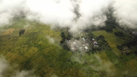 aerial view traditional malays kampung surrounded by paddy field