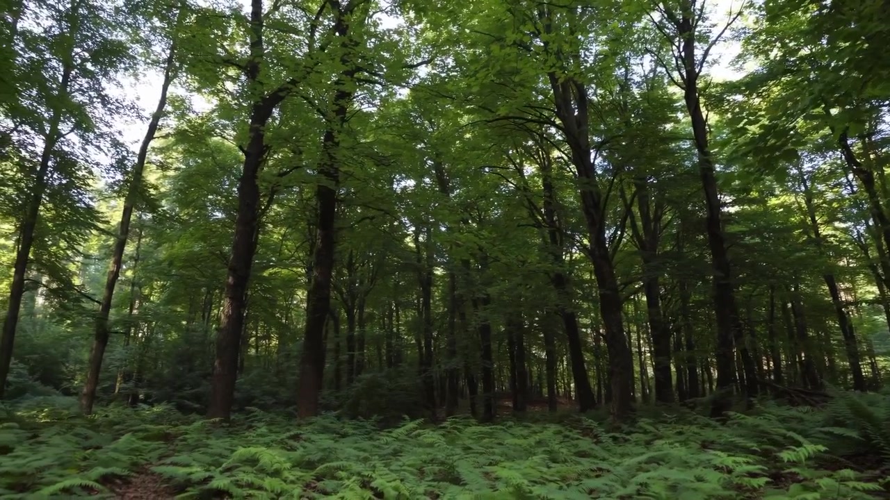 La luce solare filtra attraverso il verde del bosco
