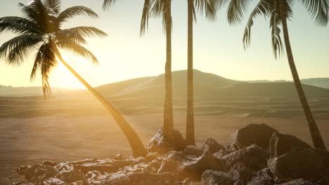 palmeras en el desierto al atardecer