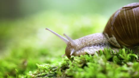 Helix pomatia also Roman snail, Burgundy snail