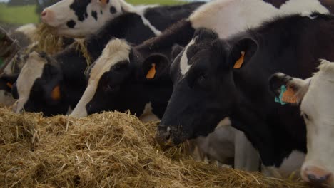 a group of cows have fun eating hay together playfull