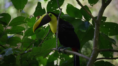 Chestnut-Mandibled-Toucan-cleans-his-feathers,-animal-behavior