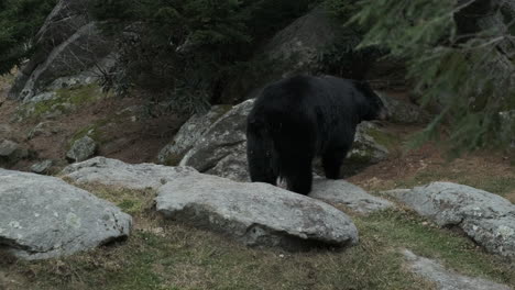 un oso negro caminando en un hábitat de montaña