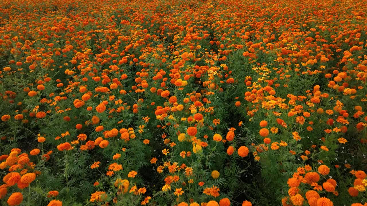 Ripresa aerea di un campo coltivato pieno di fiori di calendula
