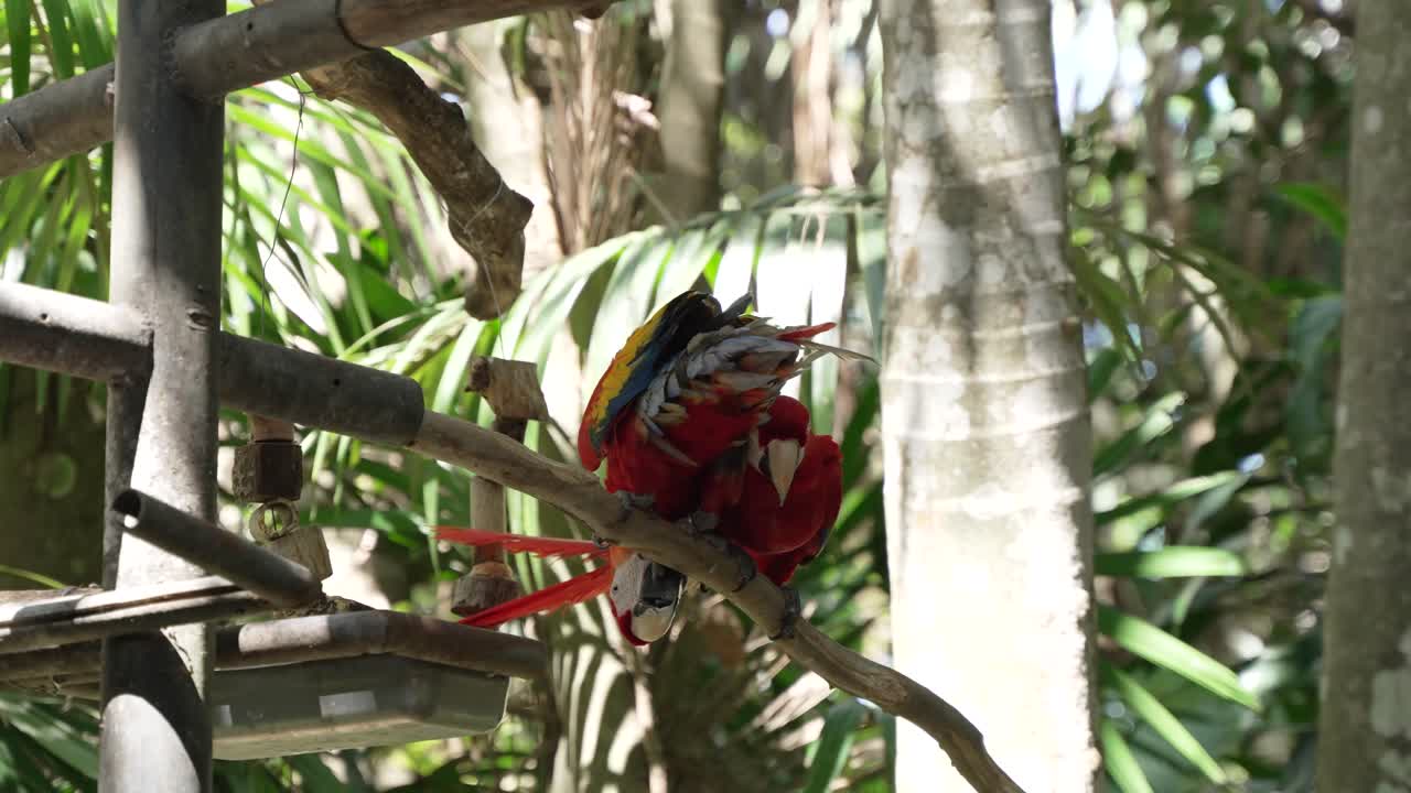 Two Red Macaws Grooming Each Other