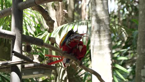 dos guacamayos rojos acicalándose unos a otros