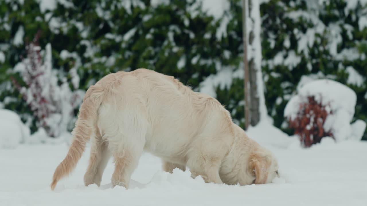 un cachorro de golden retriever adolescente vio nieve por primera vez, jugando en la nieve en el patio trasero de la casa.