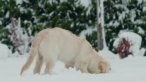 A-teenage-golden-retriever-puppy-saw-snow-for-the-first-time,-playing-in-the-snow-in-the-backyard-of-the-house.