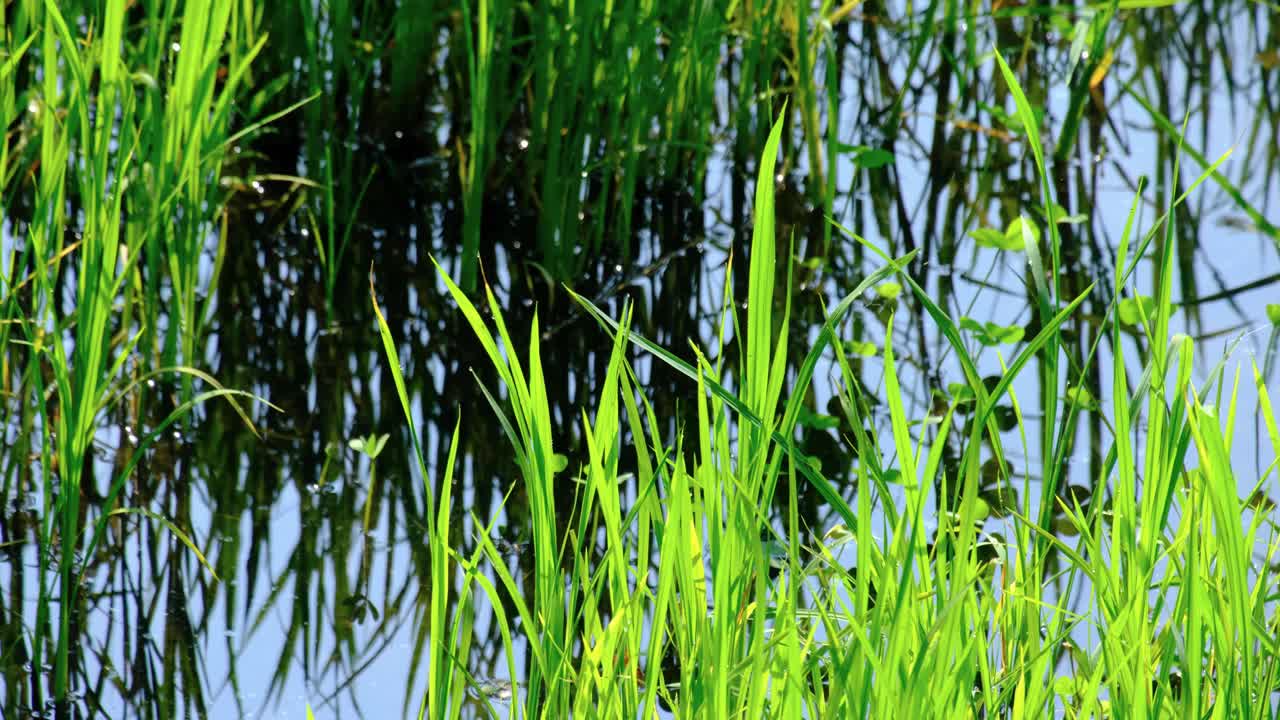Closeup of green grass crop of rice paddy in reflective glistening water of agricultural farmland in rural countryside of Sri Lanka