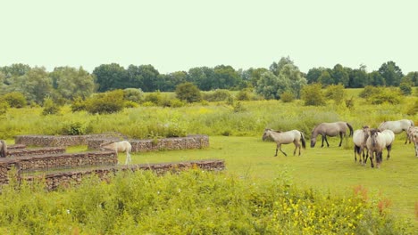 Los-Caballos-Caminan-Juntos-En-La-Naturaleza