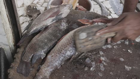 fresh fish cutting at retail shop for sale at day from different angle