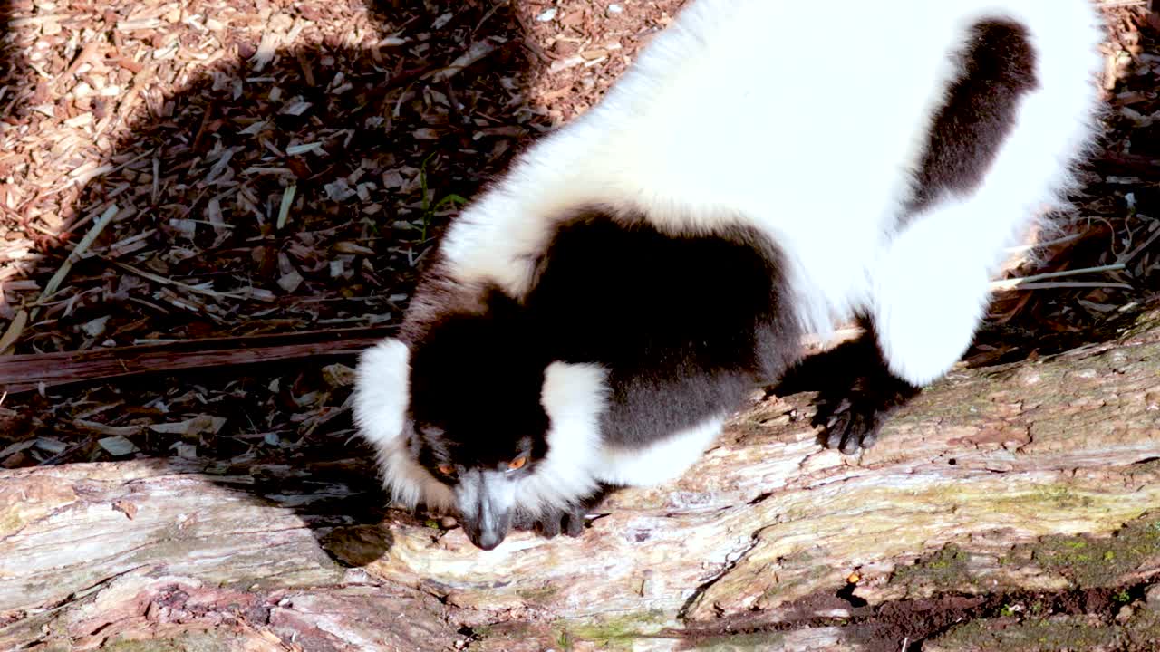 A ruffed lemur investigates its surroundings on a sunny day at Melbourne Zoo, showcasing natural curiosity and behavior
