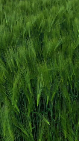 green spikelets background. agricultural plants growing on a field in summer. motion organic plants in wind. close-up. camera moves back. vertical video