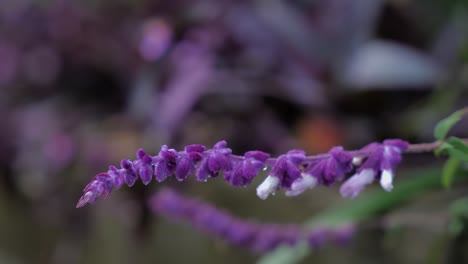 a branch with purple white flowers of the mexican bush sage