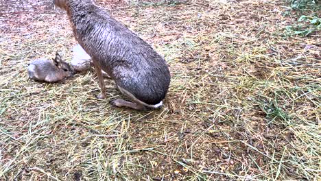 Nahaufnahme-Einer-Intimen-Szene-Mit-Erwachsenen-Und-Kleinen-Patagonischen-Maras,-Die-Gemeinsam-Auf-üppigem-Grünem-Gras-Grasen