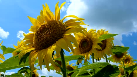 campo de girasoles contra el cielo. cultivo de girasolas. verano