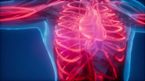 Blood-Vessels-of-Human-Body