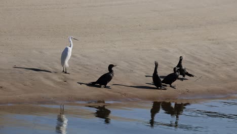 various birds interact near water on sandy terrain