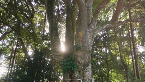 árbol-Del-Espíritu-Sagrado-En-El-Santuario-Ishigami-Shinmei-Jinja-En-Osatsu,-Mie-Japón-4k