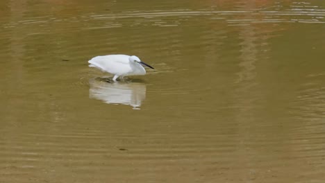 Little-Egret-Caught-And-Eat-Fish-in-Shallow-Sea-Water-Paddle