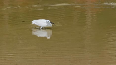 little egret caught and eat fish in shallow sea water paddle