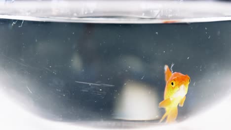 goldfish swimming in fish tank