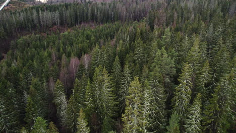 aerial view of coniferous forest near holmenkollbakken in oslo, norway