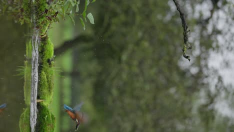 kingfisher flying over water in forest