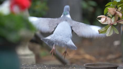 una paloma despegando a cámara lenta para un jardín trasero británico