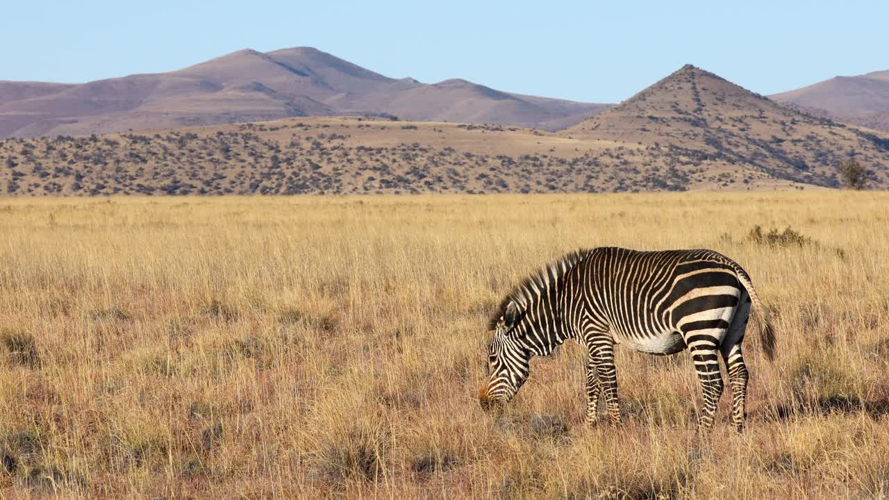 케이프 마운틴 제브라 (cape mountain zebra) 는 남아프리카 공화국의 마운틴 지브라 국립공원 (mountain zebra national park) 에서 풀을 고 있다.