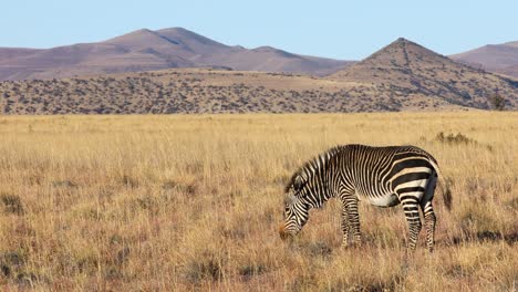 Cebra-De-Montaña-Del-Cabo-Pastando-En-Pastizales-Abiertos,-Parque-Nacional-Mountain-Zebra,-Sudáfrica