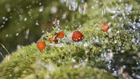 drops of spring rain fall on wild strawberry in the forest. shot on super slow motion camera 1000 fps.