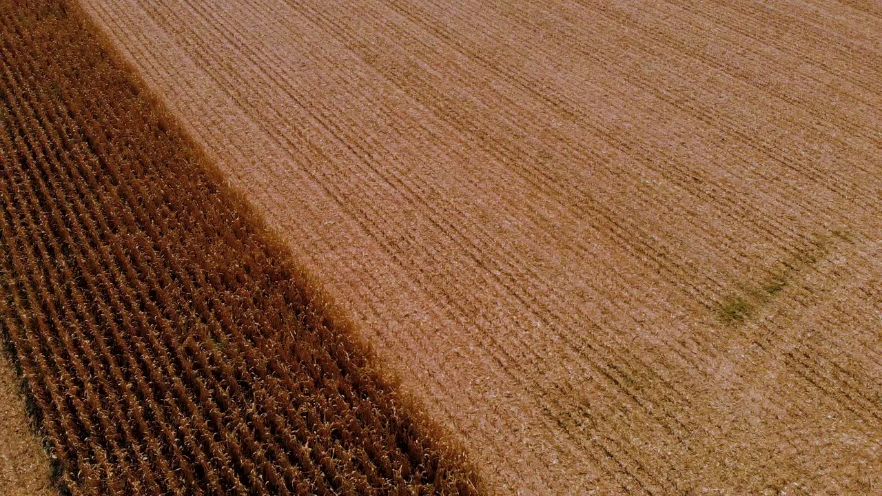 imágenes aéreas de drones con campos de maíz que revelan hacia atrás con la cámara subiendo