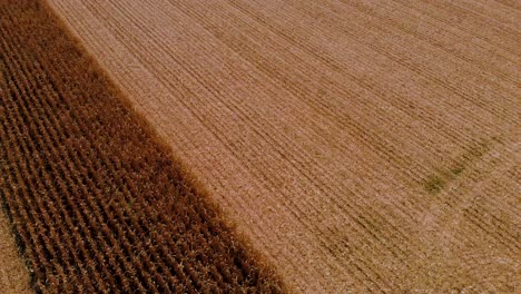imágenes aéreas de drones con campos de maíz que revelan hacia atrás con la cámara subiendo