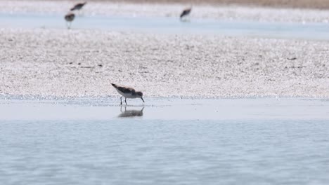 Visto-Moviéndose-Hacia-La-Derecha-Buscando-Comida-En-El-Barro,-Playero-De-Pico-De-Cuchara-Calidris-Pygmaea,-Tailandia